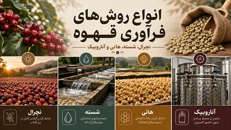 انواع روش‌ های فرآوری قهوه چیست؟ تفاوت نچرال، شسته، هانی