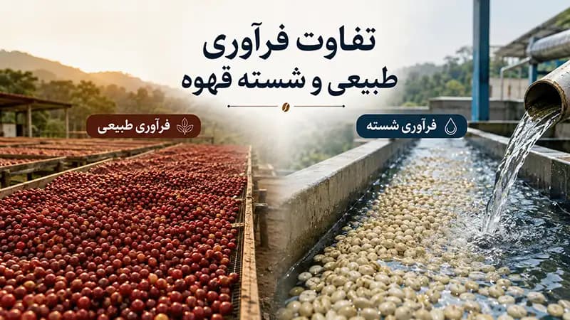 فرآوری طبیعی و شسته قهوه چه تفاوتی دارند؟
