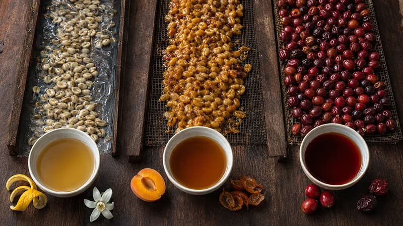 تأثیر فرآوری بر طعم قهوه؛ مقایسه شسته، طبیعی، عسلی و تخمیری